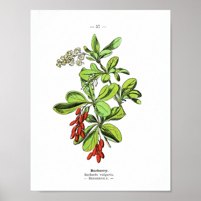 Póster Poster Botánico Vintage - Barberry (Frente)