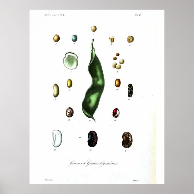 Póster Poster Botánico Vintage - Beans (Frente)