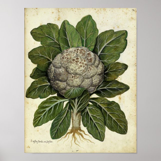 Póster Poster Botánico Vintage - Cauliflower (Frente)