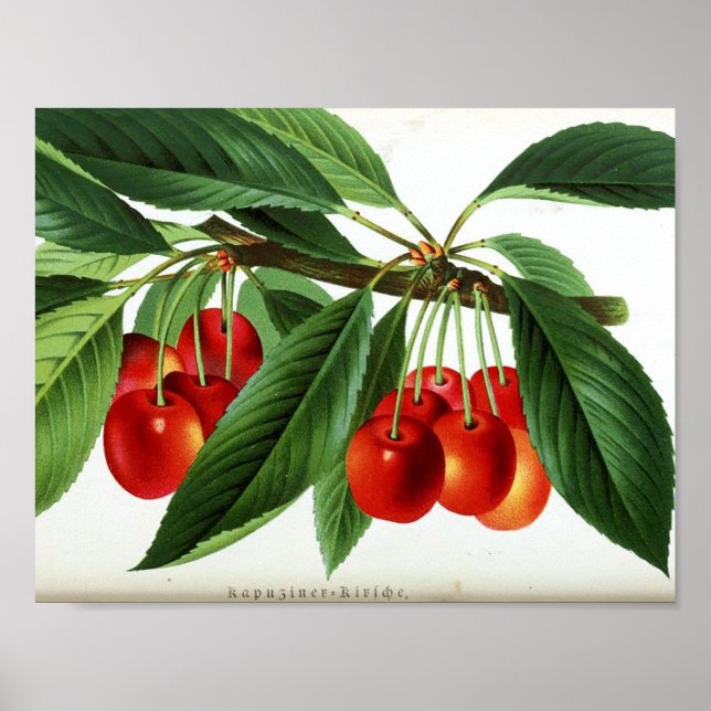 Póster Poster Botánico Vintage - Cerezas (Frente)