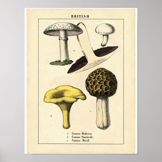 Póster Poster Botánico Vintage - champiñón británico (Frente)