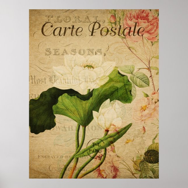 Póster Poster Botánico Vintage - Flor Lotus (Frente)