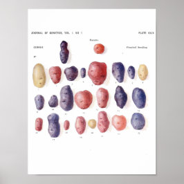 Póster Poster Botánico Vintage - Genética de la Papa