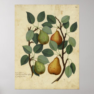 Póster Poster botánico Vintage Ilustracion Pear