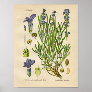 Póster Poster Botánico Vintage - Lavanda