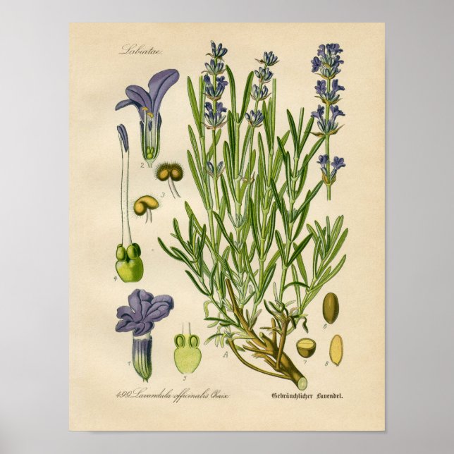 Póster Poster Botánico Vintage - Lavanda (Frente)