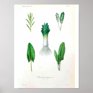 Póster Poster Botánico Vintage - Leek