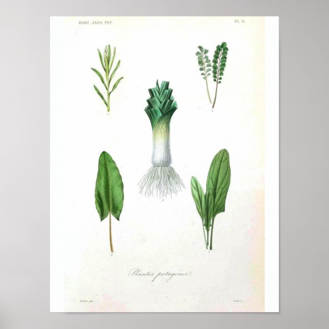 Póster Poster Botánico Vintage - Leek (Frente)