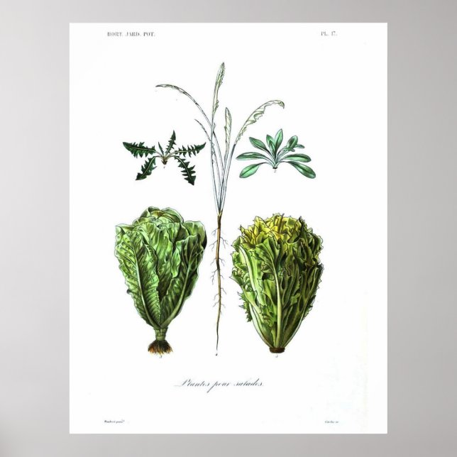 Póster Poster Botánico Vintage - Lettuce (Frente)