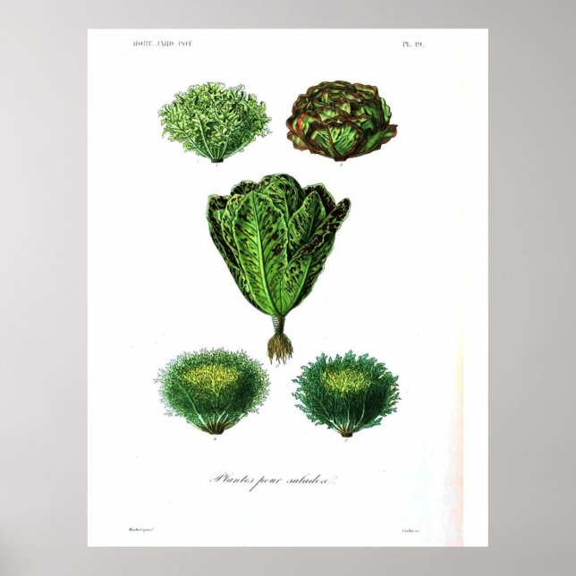 Póster Poster Botánico Vintage - Lettuce (Frente)