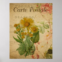 Poster Botánico Vintage - Marigold