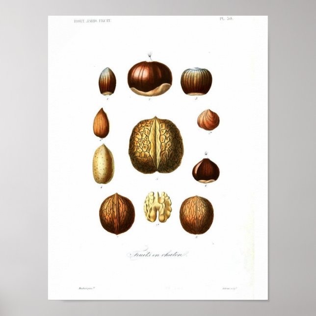 Póster Poster Botánico Vintage - Nueces (Frente)