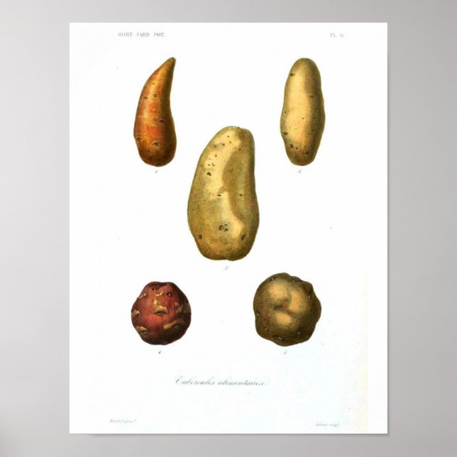 Póster Poster Botánico Vintage - Papa (Frente)