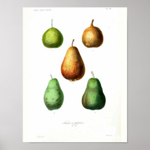 Póster Poster Botánico Vintage - Pears