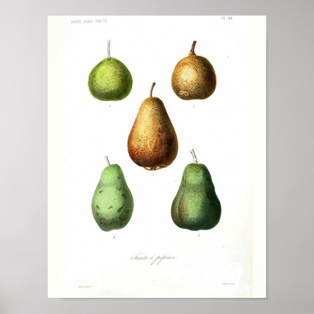 Póster Poster Botánico Vintage - Pears (Frente)