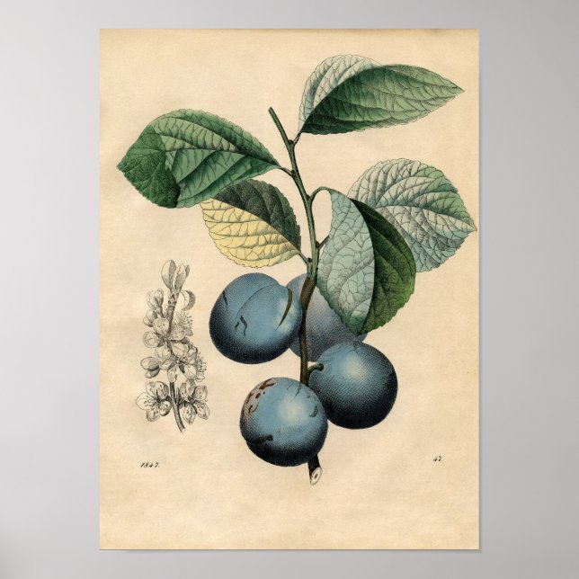 Póster Poster Botánico Vintage - Pluma (Frente)
