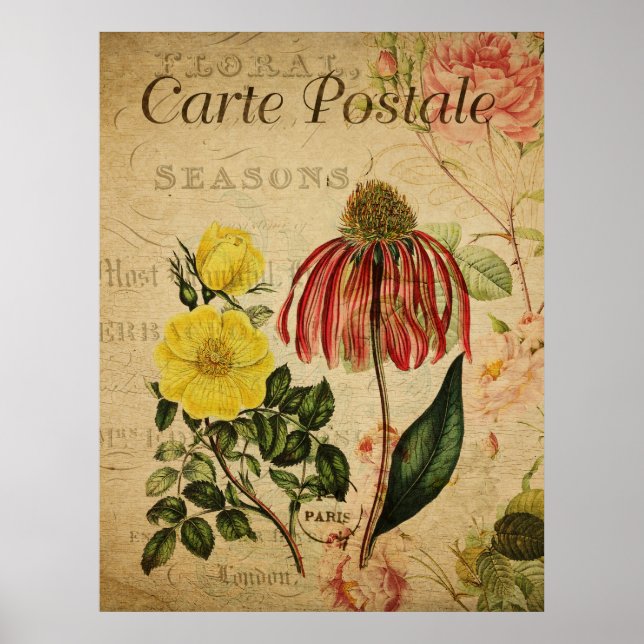 Póster Poster Botánico Vintage - Rudbeckia (Frente)