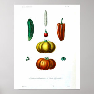 Póster Poster Botánico Vintage - Squash