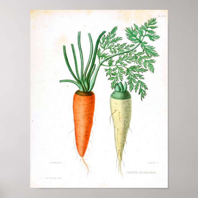 Póster Poster Botánico Vintage - Zanahoria (Frente)
