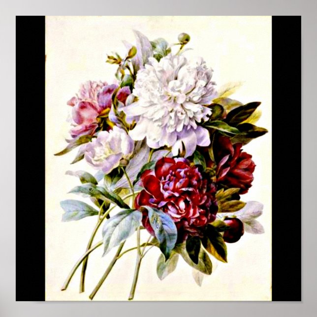 Póster Poster-Botánicos-Pierre Joseph Redoute 16 (Frente)