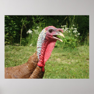 Póster Poster Bourbon Red Turkey