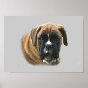 Póster Poster Boxer