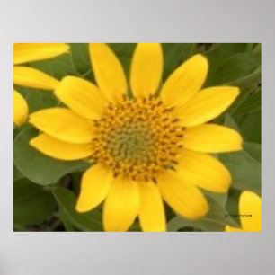 Póster Poster brillante de la raíz del bálsamo