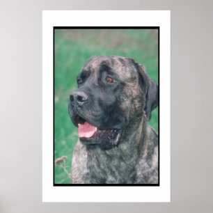 Póster Poster Brindle del mastín