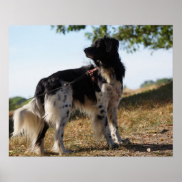 Póster Poster Brittany Spaniel Dog