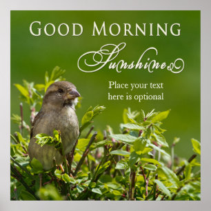 Póster Poster - Buenos días al sol - Pájaro en Bush