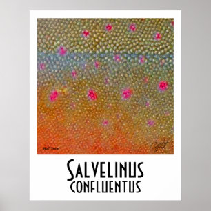Póster Poster Bull Trout