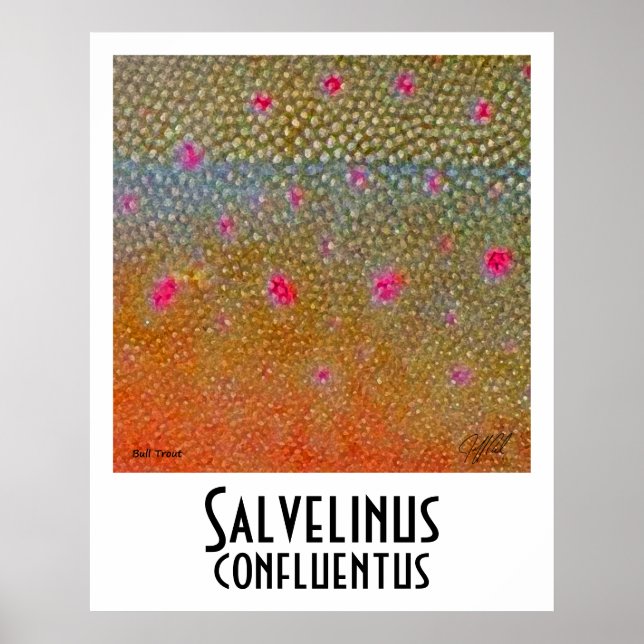 Póster Poster Bull Trout (Frente)