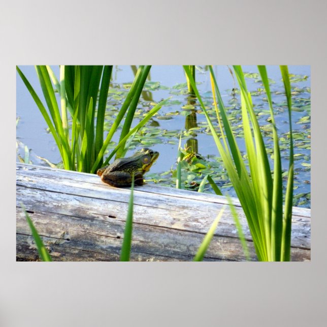 Póster Poster Bullfrog Bliss (Frente)