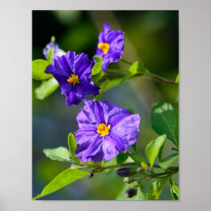 Póster Poster Bush de la Papa azul