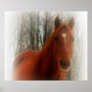 Póster Poster/caballo en el bosque