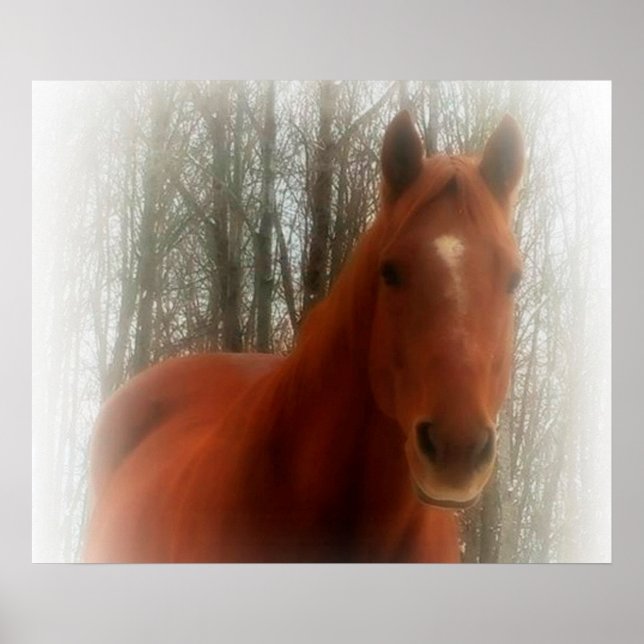 Póster Poster/caballo en el bosque (Frente)