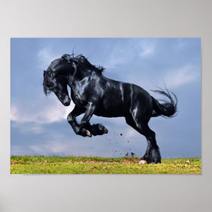 Póster Poster - Caballo frisón negro corriendo libre