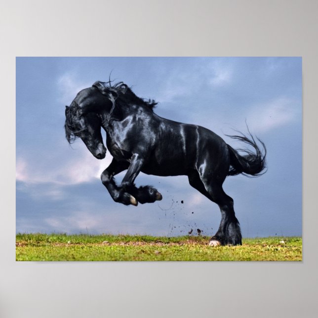 Póster Poster - Caballo frisón negro corriendo libre (Frente)