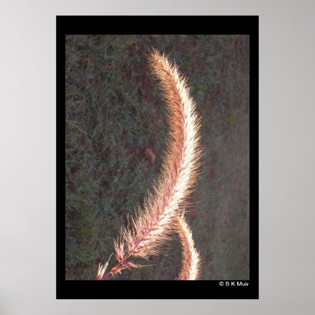 Póster Poster - Cabeza de semilla de hierba ornamental (Frente)