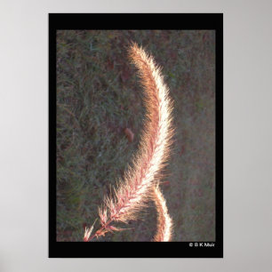 Póster Poster - Cabeza de semilla de hierba ornamental