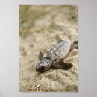Póster Poster / Cabeza de tallo de tortuga marina