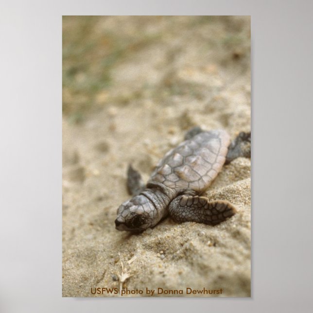 Póster Poster / Cabeza de tallo de tortuga marina (Frente)