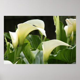 Póster Poster, CALA BLANCA LILIES_ Horiz # 1