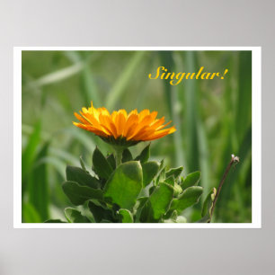 Póster Poster - Calendula Bloom