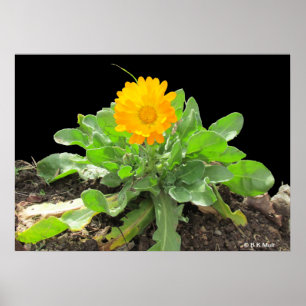 Póster Poster - Calendula Blossom