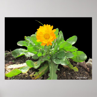 Póster Poster - Calendula Blossom