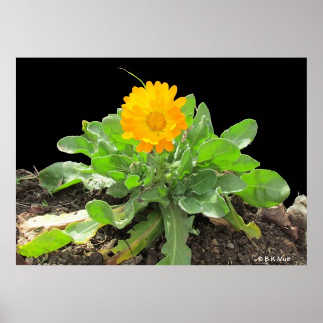Póster Poster - Calendula Blossom (Frente)
