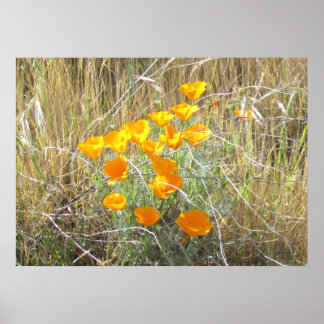 Póster Poster - California Poppies