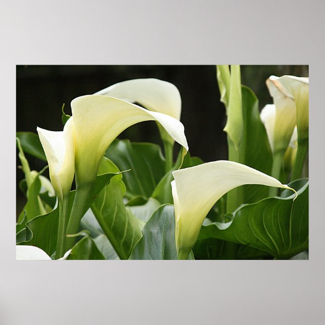 Póster Poster, CALLA BLANCA LILIES_ Horiz #1 (Frente)