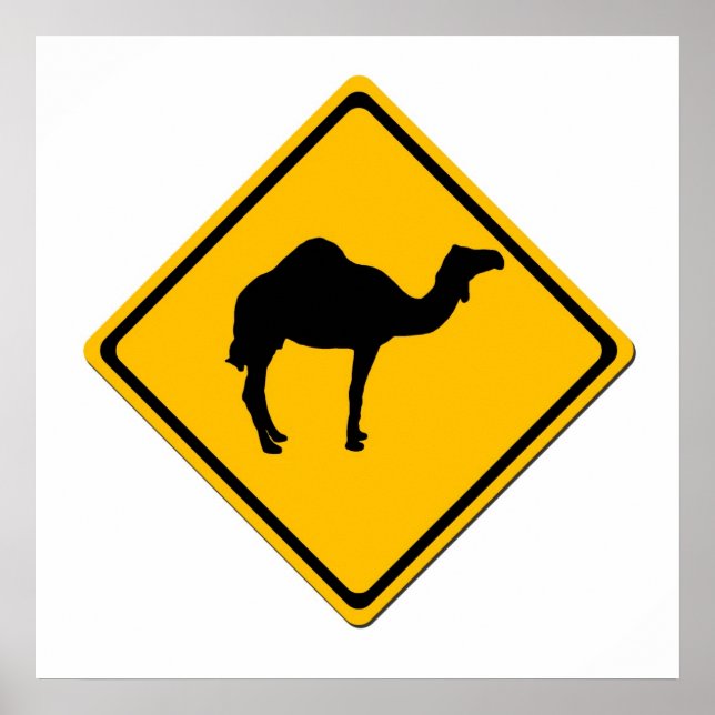 Póster Poster Camel Crossing (Frente)
